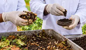 Científicos convierten residuos e insectos en fertilizante: sistema multiplica hasta 8,5 veces las cosechas y reduce químicos