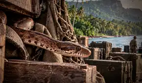 Una serpiente viajó oculta en un cargamento militar hasta una isla del Pacífico: 40 años después, casi todas las aves nativas desaparecieron