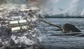Científicos rastrearon con sensores a 6 “unicornios del mar” por 3 años: lo hallado bajo el hielo del Ártico enciende las alarmas