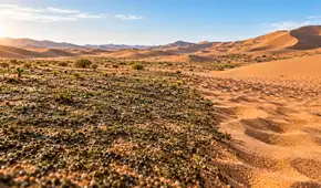 El “pegamento vivo” que China esparce sobre el desierto: microbios convierten dunas en suelo vivo y reducen más del 90% la erosión