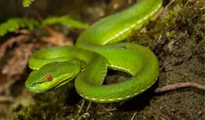 Fue mordido en el dedo por una víbora que produjo una hinchazón hasta el codo: el ataque le sirvió para describir una nueva especie para la ciencia