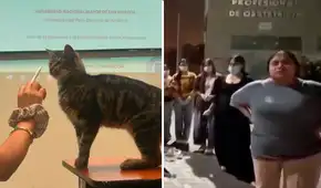 Denuncian muerte por envenenamiento de seis gatos de la Escuela de Obstetricia de San Marcos: exigen identificar a los responsables