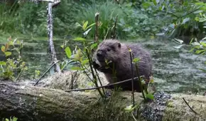 En 2025, Inglaterra liberó castores en un bosque y, en apenas un año, lograron cambiar el paisaje y transformarlo en un humedal rico en vida silvestre