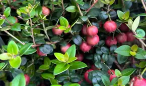 Hace 200 años parecía una buena idea plantarlo para alimentar a la población: hoy es una especie invasora que se combate con drones