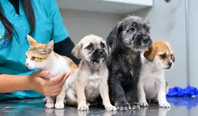 El 64% de los hogares peruanos tiene al menos una mascota: perros y gatos son los preferidos, según INEI