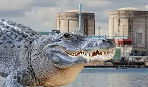 La central nuclear que se convirtió en refugio para 400 cocodrilos americanos y los mantiene a salvo de los humanos
