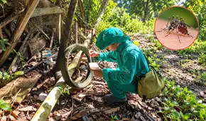 Fenómeno El Niño podría elevar el riesgo de dengue en Amazonas: Diresa advierte sobre nuevos criaderos