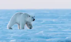 El oso polar no tiene el pelaje blanco: este es el extraño efecto que hace que lo veamos de ese color