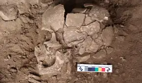 Descubren los orígenes de uno de los hábitos de consumo de drogas más antiguos de la humanidad en la Edad de Hielo