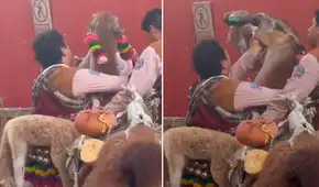 Danzantes son cuestionados por darle de beber cerveza a una llama durante festividad en Cusco