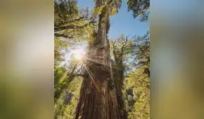 El árbol más antiguo del mundo está en América Latina: tiene más de 5.400 años y sobrevivió al nacimiento de las primeras civilizaciones