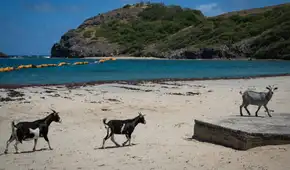 En 1870 introdujeron cabras en una isla de las Seychelles; 50 años después debieron erradicarlas para evitar un desastre ecológico