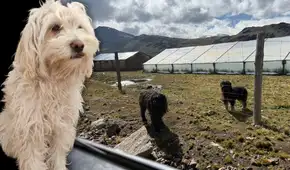 El chaku cusqueño, el perro de los Andes que vive a más de 3.000 m.s.n.m. y busca ser reconocido internacionalmente como raza oficial del Perú El chaku cusqueño, el perro de los Andes que vive a más de 3.000 m.s.n.m. y busca ser reconocido internacionalmente como raza oficial del Perú