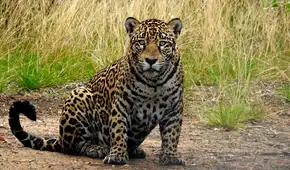 Un jaguar vuelve a aparecer en este país de América Latina después de 10 años y sorprende a los especialistas por el lugar donde fue visto