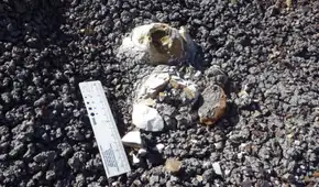 El asteroide acabó con los dinosaurios, pero algunas aves sobrevivieron: un fósil podría explicar cómo lo lograron