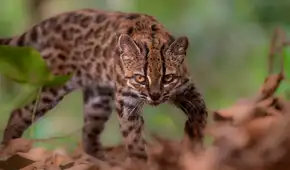 Nueva especie para la ciencia en Bolivia: identifican a un raro felino al que confundían con un tigrillo