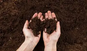 Mancharte las manos con tierra podría ser bueno para tu salud: los científicos descubrieron cómo influye en la piel