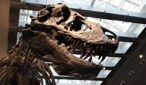 Descubren que el Tyrannosaurus Rex era de sangre caliente y su temperatura corporal era similar a la de los humanos