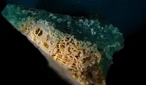 Investigadores marinos identifican los "plasticorales", una nueva forma de contaminación que fusiona plástico y escombros de coral
