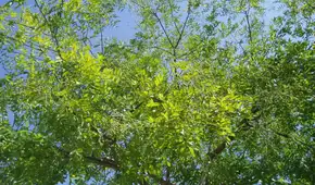 Abeja gigante de Asia encontró un aliado inesperado en un árbol presente en los jardines de Europa y preocupa a los científicos