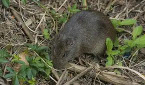 Hawái enfrenta una invasión de ratas que amenaza a sus aves endémicas: cazadores y tecnología buscan evitar una crisis ecológica