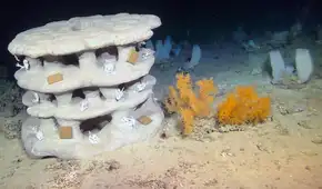 Científicos irlandeses sumergen arrecifes impresos en 3D para intentar salvar los corales de aguas profundas