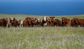 En 1871 dejaron cinco vacas en una isla desierta y, cuando regresaron 130 años después, tuvieron que eliminar a todo el rebaño