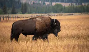 En 1987 llevaron 30 bisontes a una pradera de EE. UU.: 29 años después, las plantas autóctonas habían aumentado un 103 %