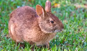 Desde hace un año, Florida comenzó a utilizar conejos robot para eliminar a las serpientes invasoras que amenazan a la fauna autóctona silvestre