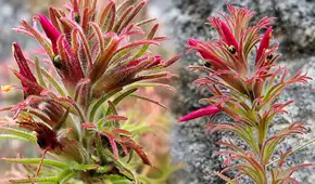 Castilleja isidoroi: descubren nueva especie de planta que crece a más de 3.300 metros en los Andes del norte del Perú