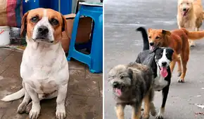 Perú tiene más de 6 millones de animales abandonados y es cuarto en Latinoamérica: ¿cómo adoptar y darles un hogar?