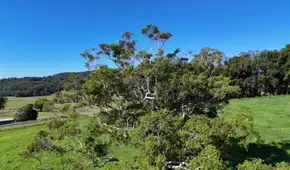 Plantaron este árbol por toda España para fabricar papel: hoy preocupa a los expertos por su impacto en los bosques y el agua