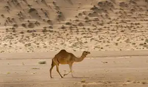 En 1840 llevaron un camello de Tenerife a Australia para explorar el desierto: hoy sus descendientes forman una enorme población salvaje