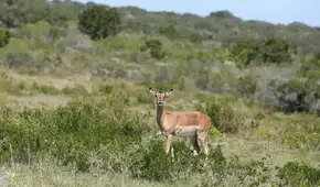 Ciervos y jabalíes amenazan con acabar con un árbol protegido mientras los científicos alertan de su falta de regeneración Ciervos y jabalíes amenazan con acabar con un árbol protegido mientras los científicos alertan de su falta de regeneración