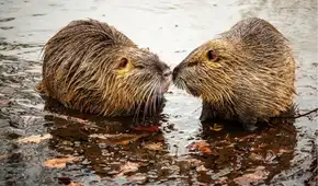 Dos castores construyeron una presa de 35 metros de largo: crearon un estanque que salvó a los animales de la sequía