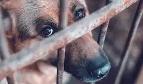 Piura registra más de 380 denuncias por violencia animal en 2026 y no reporta condenas