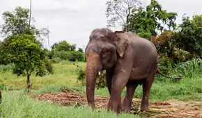 Después de 44 años en cautiverio, Sandro deja el zoológico donde vivió desde 1982 y recorre 1.615 kilómetros rumbo a un santuario