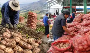 Producción de papa cayó 19,6% en julio, pero abastecimiento en Lima apenas retrocedió 1%