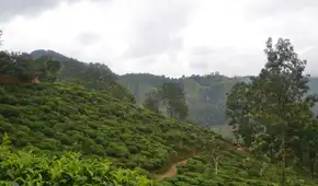 En 2018 este país de América Latina cubrió un pastizal con 30 camiones de pulpa de café: dos años después, el bosque había regresado