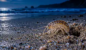 Lo que ocurre bajo la arena cada noche: las pulgas de mar mueven hasta 50 kg de arena por metro de playa al día, según estudio