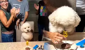 Perrito se vuelve viral por su adorable reacción mientras le cantan por sus 5 años: el video de Copito que enternece en redes