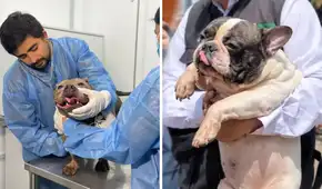 Perros rescatados en SJM fueron trasladados a grupos animalistas y recibirán atención especializada
