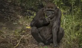 Compartimos casi el 99% del ADN con chimpancés y gorilas, pero una diferencia en nuestro cartílago podría explicar por qué sufrimos más artrosis