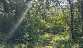 Un ingeniero compró una granja con todos sus ahorros: 70 años después, los castores regresaron y transformaron 25 hectáreas de un bosque