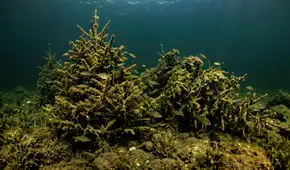 Sumergieron 1.500 árboles de Navidad en un lago: 3 años después, descubrieron un sorprendente cambio en la biodiversidad del fondo Sumergieron 1.500 árboles de Navidad en un lago: 3 años después, descubrieron un sorprendente cambio en la biodiversidad del fondo