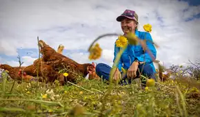 Introdujeron 150 gallinas en una enorme finca australiana y en menos de 3 años observaron más agua en el suelo y flores rosas