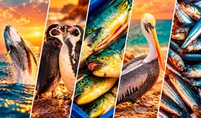 El Niño cambia el mar peruano y desplaza a sus especies por alimento: más de 4.000 animales fueron hallados muertos en 2026