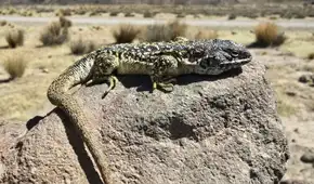 Investigadores peruanos descubren una nueva especie de lagartija que habita en el altiplano de Arequipa Investigadores peruanos descubren una nueva especie de lagartija que habita en el altiplano de Arequipa