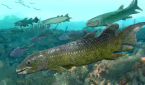 Unos fósiles de hace 325 millones de años revelarán los secretos de un antiguo fondo marino oculto en las profundidades