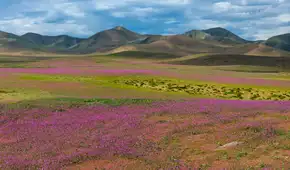 El desierto de Atacama en Chile está repleto de brillantes flores silvestres gracias al fenómeno Súper El Niño: más de 200 especies de plantas